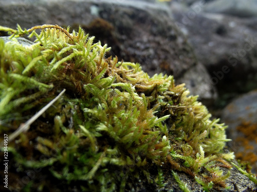 moss