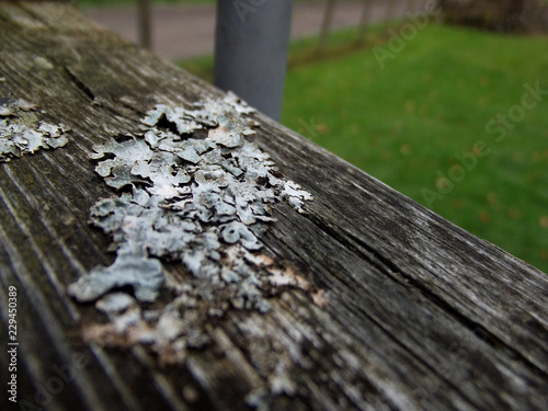 moss