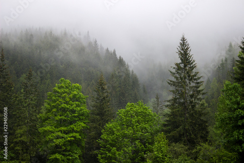 Strong fog in the forest in the mountains  pine trees and old trees in bad weather  blured background