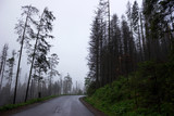 Asphalt road in the mountains in the forest, bad weather, fog