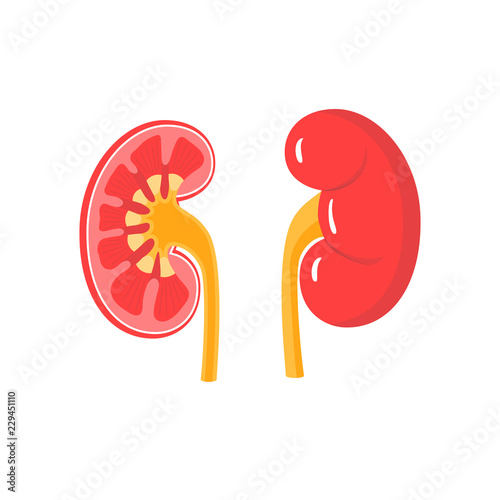Healthy kidneys vector