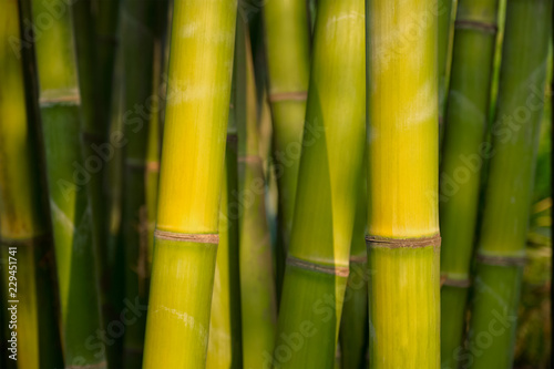 Fototapeta Naklejka Na Ścianę i Meble -  Bamboo close up in bamboo grove