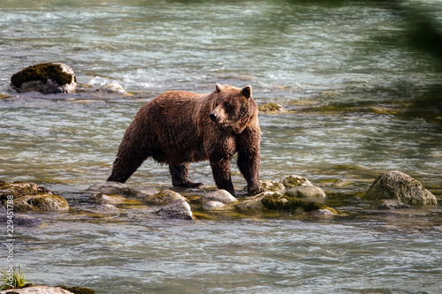 Wild grizzly bear in a river.