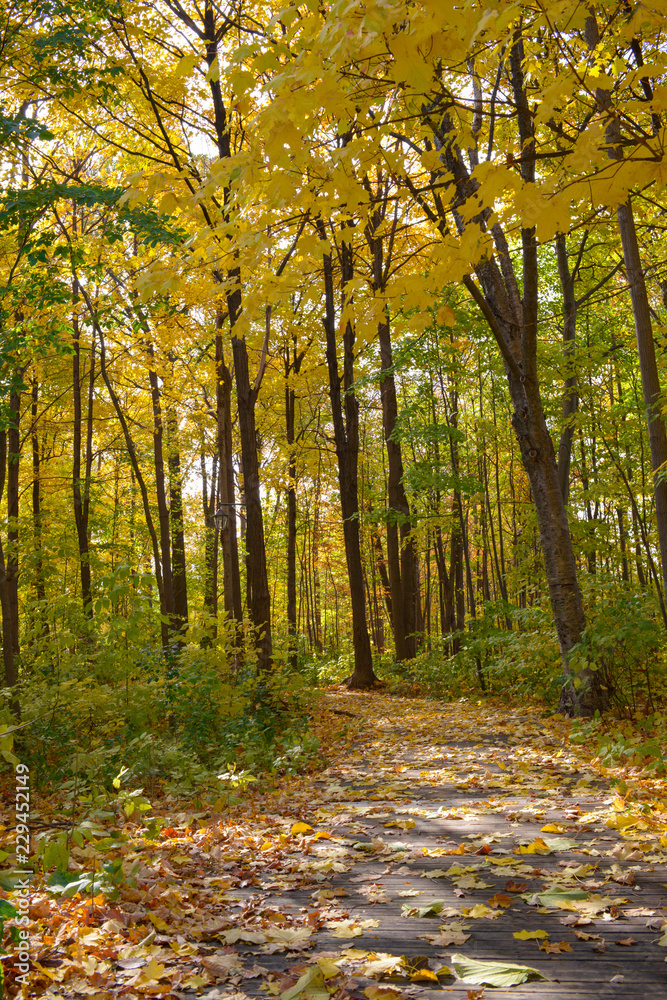 Obraz premium autumn in the forest