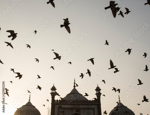 Birds flying over mosque photo