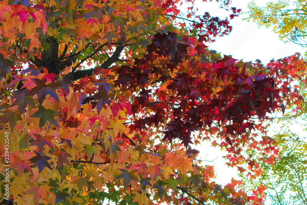 Herbstfarben