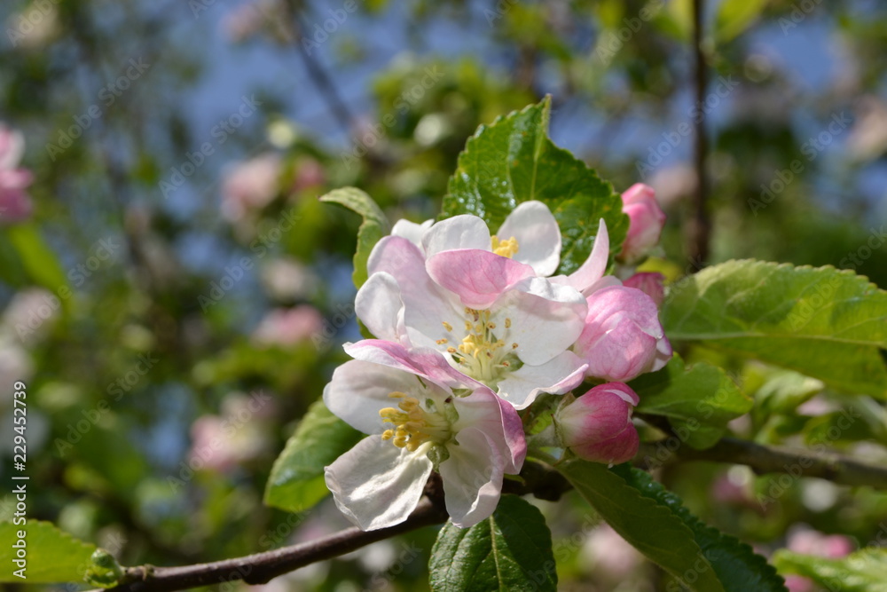 Obraz premium Wild flower