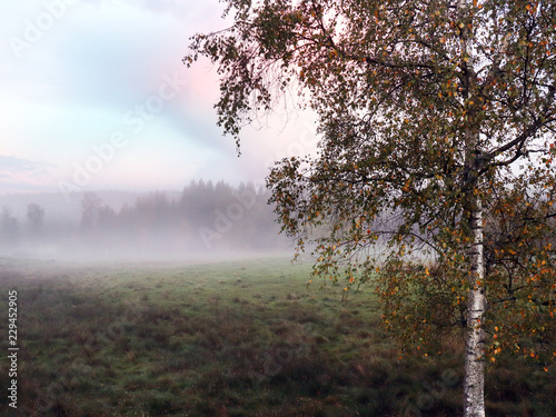 Fairytale landscape during Fall. Birch with yellow colored leafs in the foreground of shadows during dawn of the meadow.