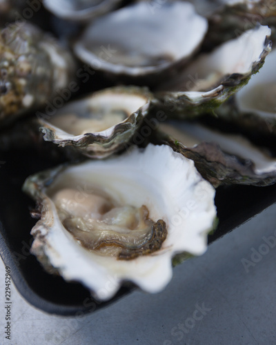 Oysters