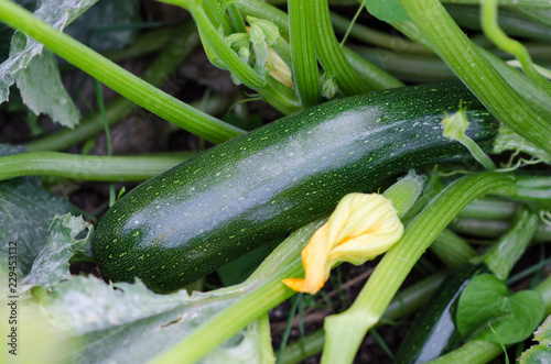 Ripe zucchini with the flower in the vegetable garden