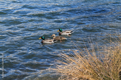 Tres patos en el lago