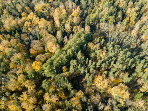 drone image. aerial view of rural area in autumn with yellow and red colored trees from above © Martins Vanags
