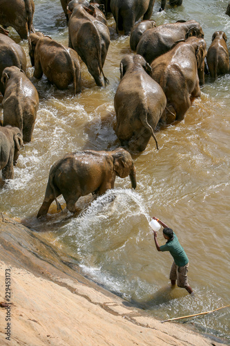 Man splashing elephants