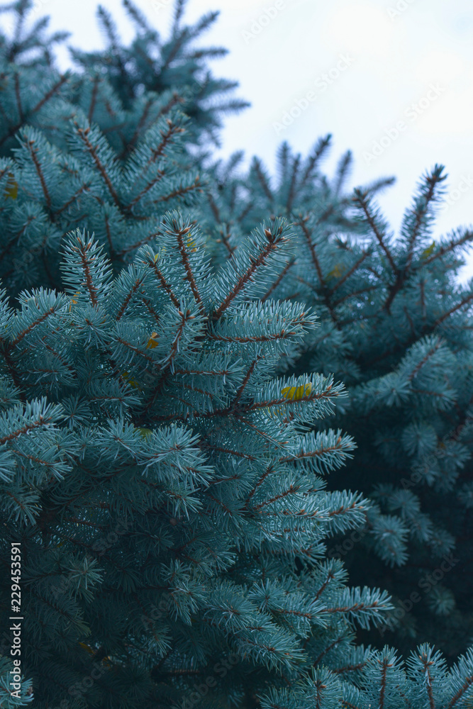 Pine tree branches