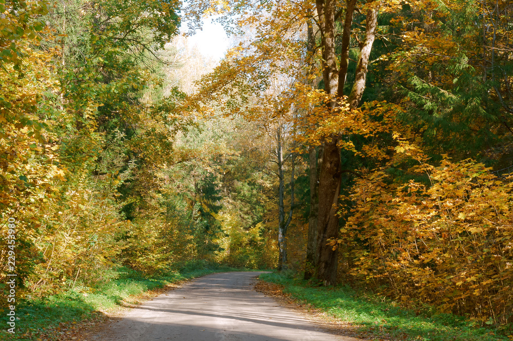 Autumn landscape. Forest road in autumn leaves.