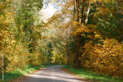 Autumn landscape. Forest road in autumn leaves.