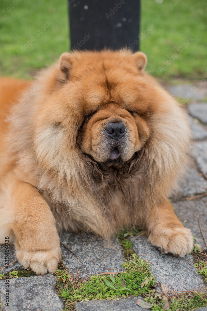 Chow Chow adult dog laying in the streets of Buenos Aires, Argentina.