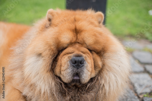 Chow Chow adult dog laying in the streets of Buenos Aires, Argentina. © ludovica