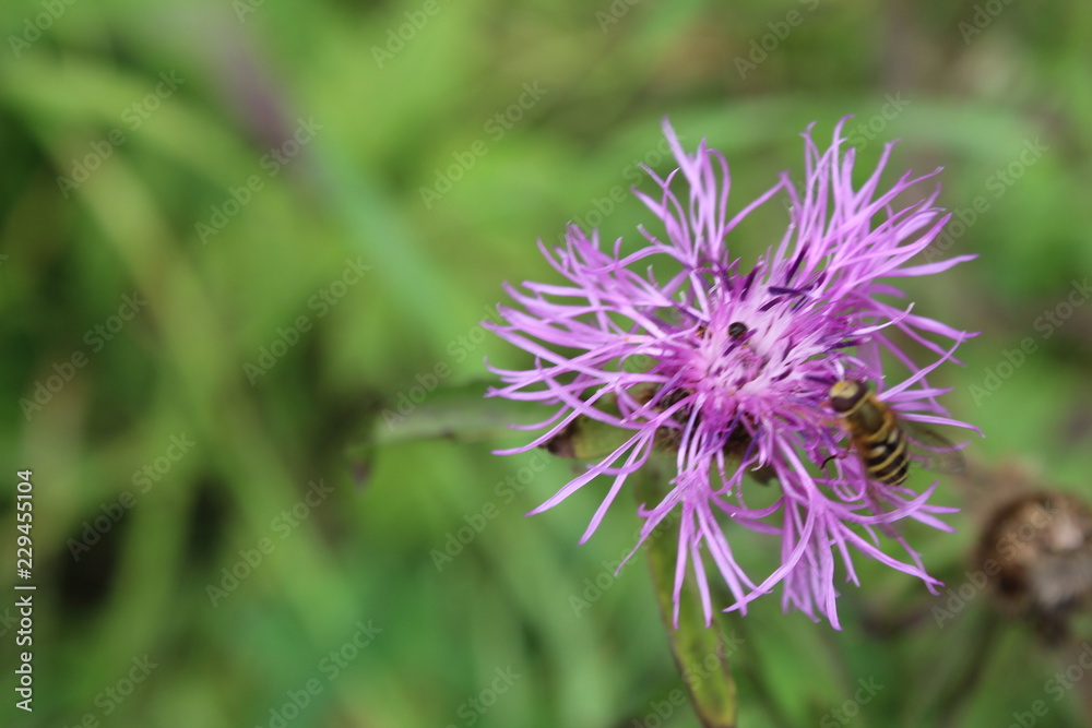 bee collects nectar from the flower bee collects nectar from the flower