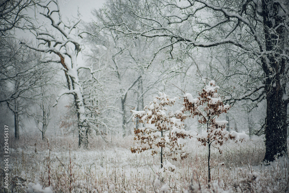 Two small snow covered sapling oak trees stand together in a snowstorm in front of old snow covered trees