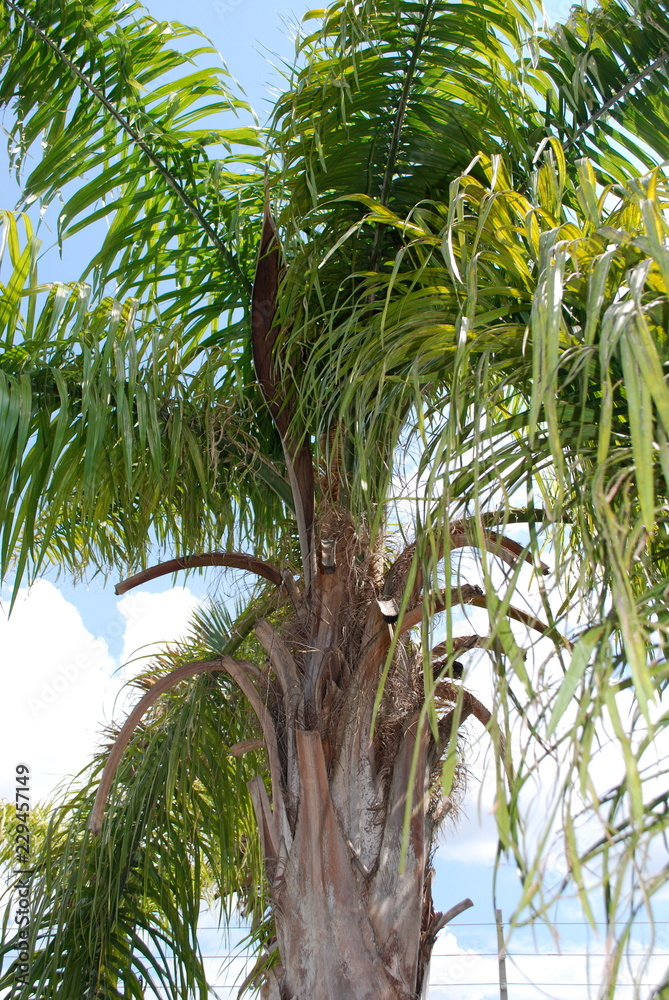 Obraz Drzewo palmowe