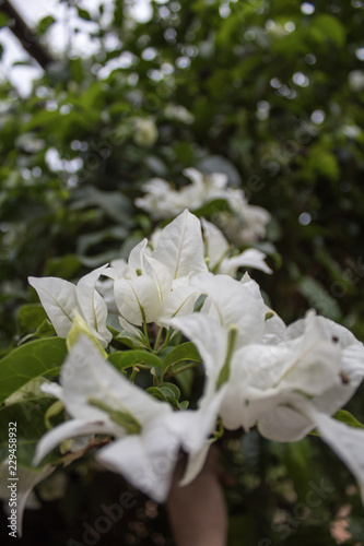 Flor Branca | White Flower