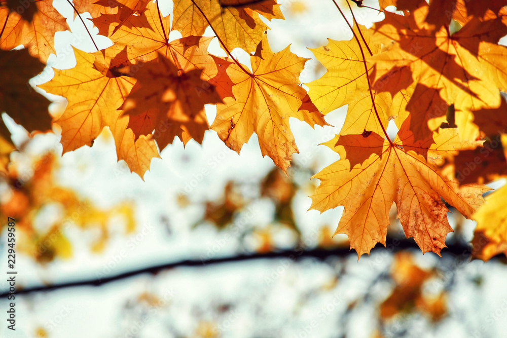 Goldener Herbst