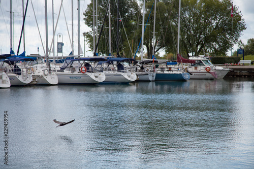 yachts in marina with a bird flying