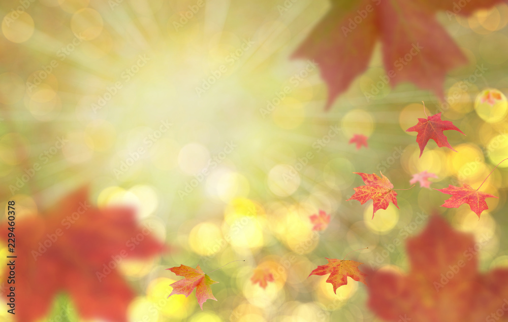 BEAUTIFUL AUTUMN MAPLE LEAVES FALLING WITH NICE BOKEH OF SUNLIGHT. COPY SPACE