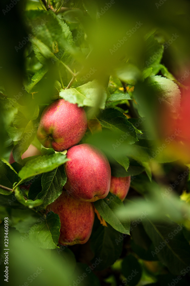 Apple fruit Apple fruit