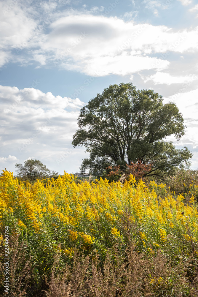 秋の河川敷の黄色い花