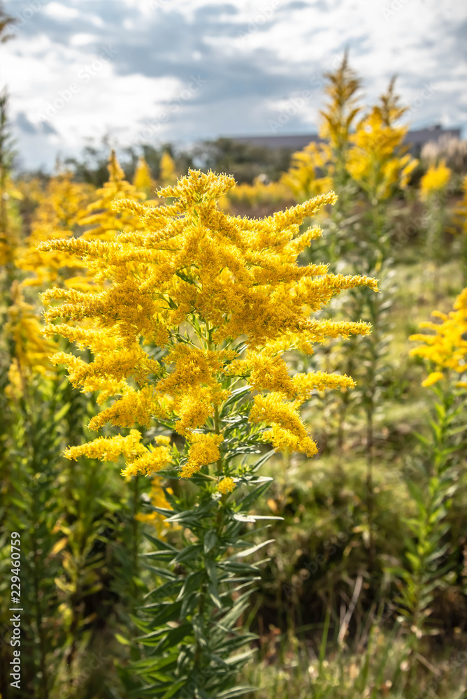 Obraz premium 秋の黄色い花