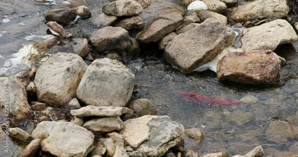 Kokanee Salmon bright red swim upstream Utah mountains. Autumn fish swim upstream from lakes into creek and river to spawn. Turns from silver to bright red. Trout fresh water fishing. Kokanee Salmon bright red swim upstream Utah mountains. Autumn fish swim upstream from lakes into creek and river to spawn. Turns from silver to bright red. Trout fresh water fishing.