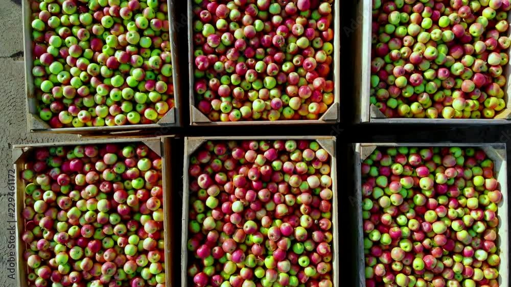 close-up, aero top view. wooden containers, boxes filled to the top with ripe red and green delicious apples, during annual harvesting period in apple orchard. fresh picked apple harvest on farm close-up, aero top view. wooden containers, boxes filled to the top with ripe red and green delicious apples, during annual harvesting period in apple orchard. fresh picked apple harvest on farm