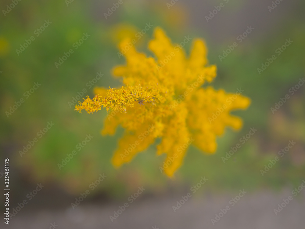 70 最適な ブタクサの花 画像 ストック写真 ベクター Adobe Stock