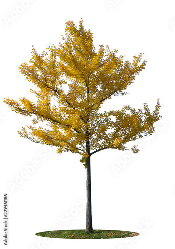 YELLOW GINKGO TREE ISOLATED ON WHITE BACKGROUND  Clipping Path 