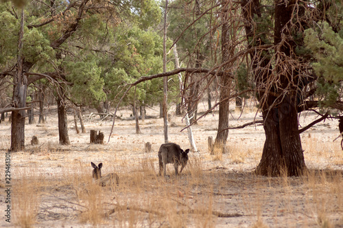 Kangaroo (or Wallaroo) seen along Moralana Scenic Drive, Flinders' Ranges, SA, Australia