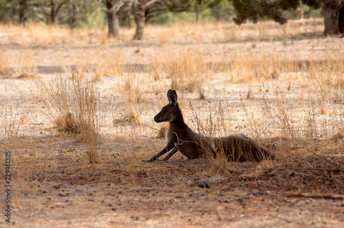 Kangaroo (or Wallaroo) seen along Moralana Scenic Drive, Flinders' Ranges, SA, Australia © Galumphing Galah