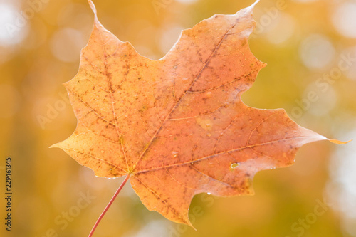 A Beautiful Orange Maple Leaf and Bokeh Background