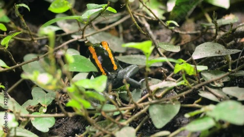 Golfodulcean poison frog hiding in understory photo