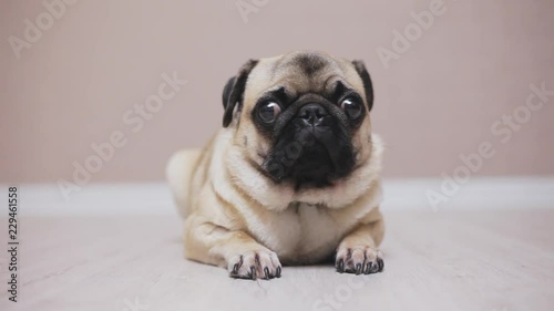 Excited, scared portrait of dog pug, Close-up