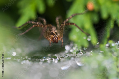 Funnel Weaver Spider in dew