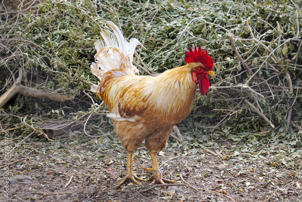 Fototapeta premium country chicken