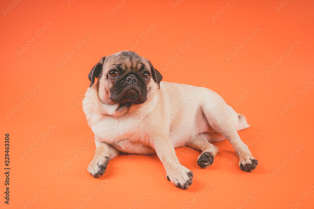 Fototapeta premium Funny pug puppy, on orange background. Pug posing for the camera.