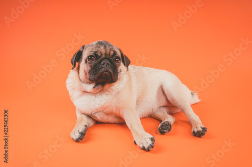 Funny pug puppy, on orange background. Pug posing for the camera. © Anton Dios