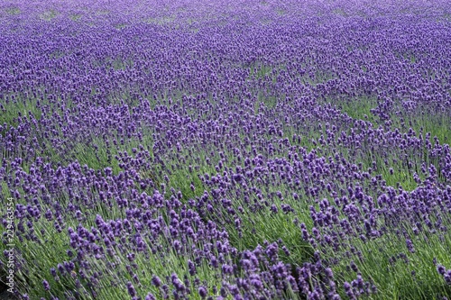 BEAUTY OF LAVENDER FIELD IN SUMMER  FURANO HOKKAIDO JAPAN .