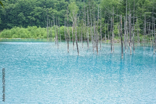 BEAUTY OF BLUE POND / AOIIKE IN BIEI / HOKKAIDO / JAPAN.