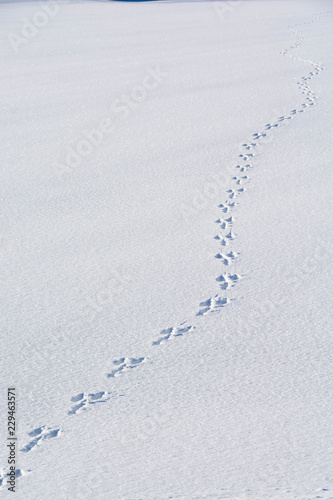 雪の上の野生動物の足跡 Stock Photo Adobe Stock 雪の上の野生動物の足跡 Stock Photo Adobe Stock