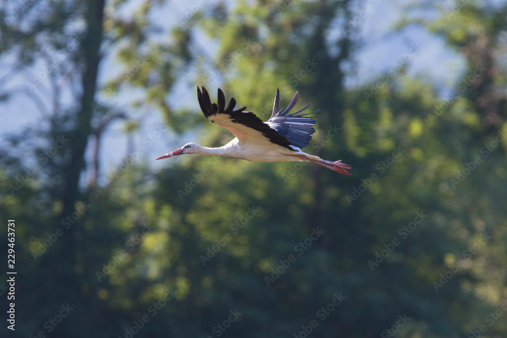 Naklejka premium white stork in summer