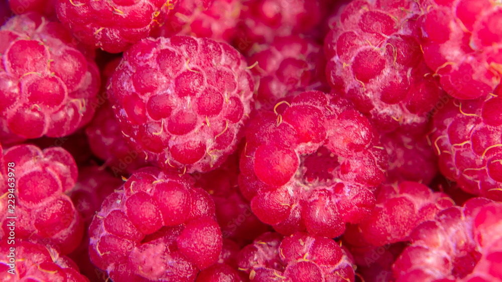 Fresh ripe raspberries close up. Texture Fresh ripe raspberries close up. Texture